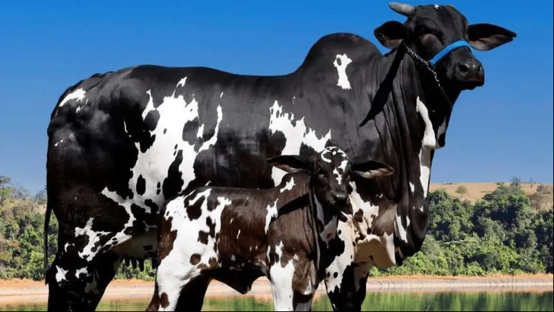 Vaca da raça Nelore Pintada custa R$ 15,2 milhões (Foto/Divulgação/Programa Leilões)