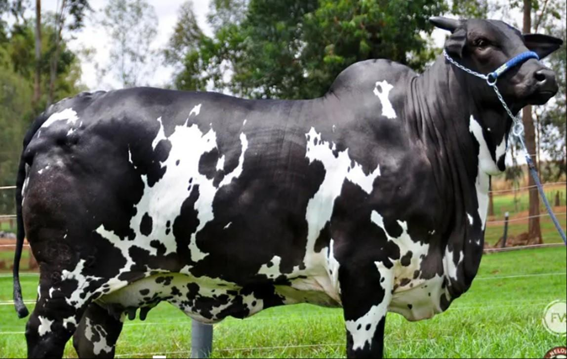 Aos quatro anos, a vaca da raça nelore pintado Ibiza Surreal ou a valer R$15,2 milhões após ter uma cota de 25% arrematada por R$3,8 milhões  (Foto/Reprodução)