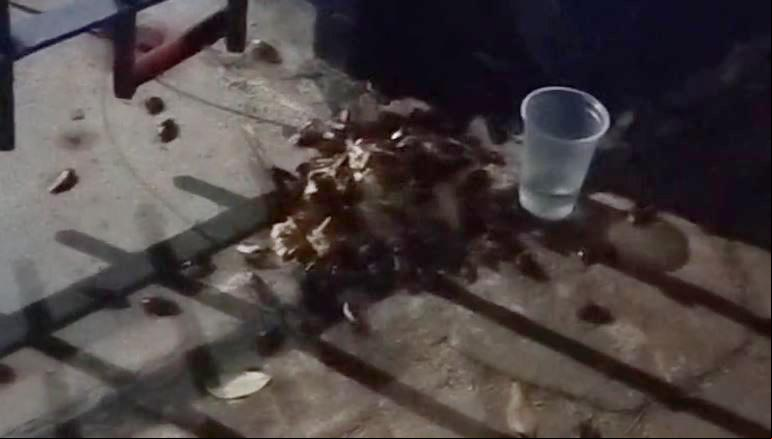 Imagens mostram uma quantidade considerável de baratas reunidas em uma das salas de velório (Foto/Reprodução)