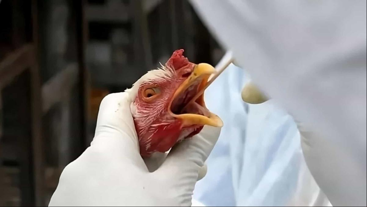  (Foto/Divulgação)