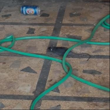 Segundo a denunciante, a casa tem forte cheiro, acúmulo de sujeira e presença de baratas, ratos e escorpiões (Foto/Reprodução)
