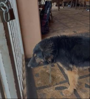 “A casa está praticamente abandonada, junto de um cachorro transtornado lá dentro. Está podre, com rato, barata, escorpião e um cheiro inável&#34;, afirma denunciante (Foto/Reprodução)