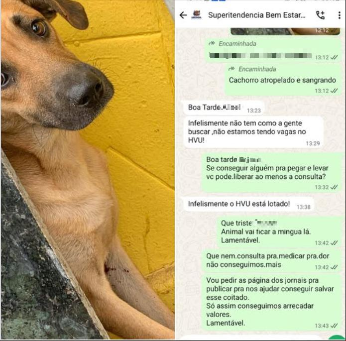 Pelo WhatsApp, protetora foi informada de que não havia leitos disponíveis no HVU (Foto/divulgação)