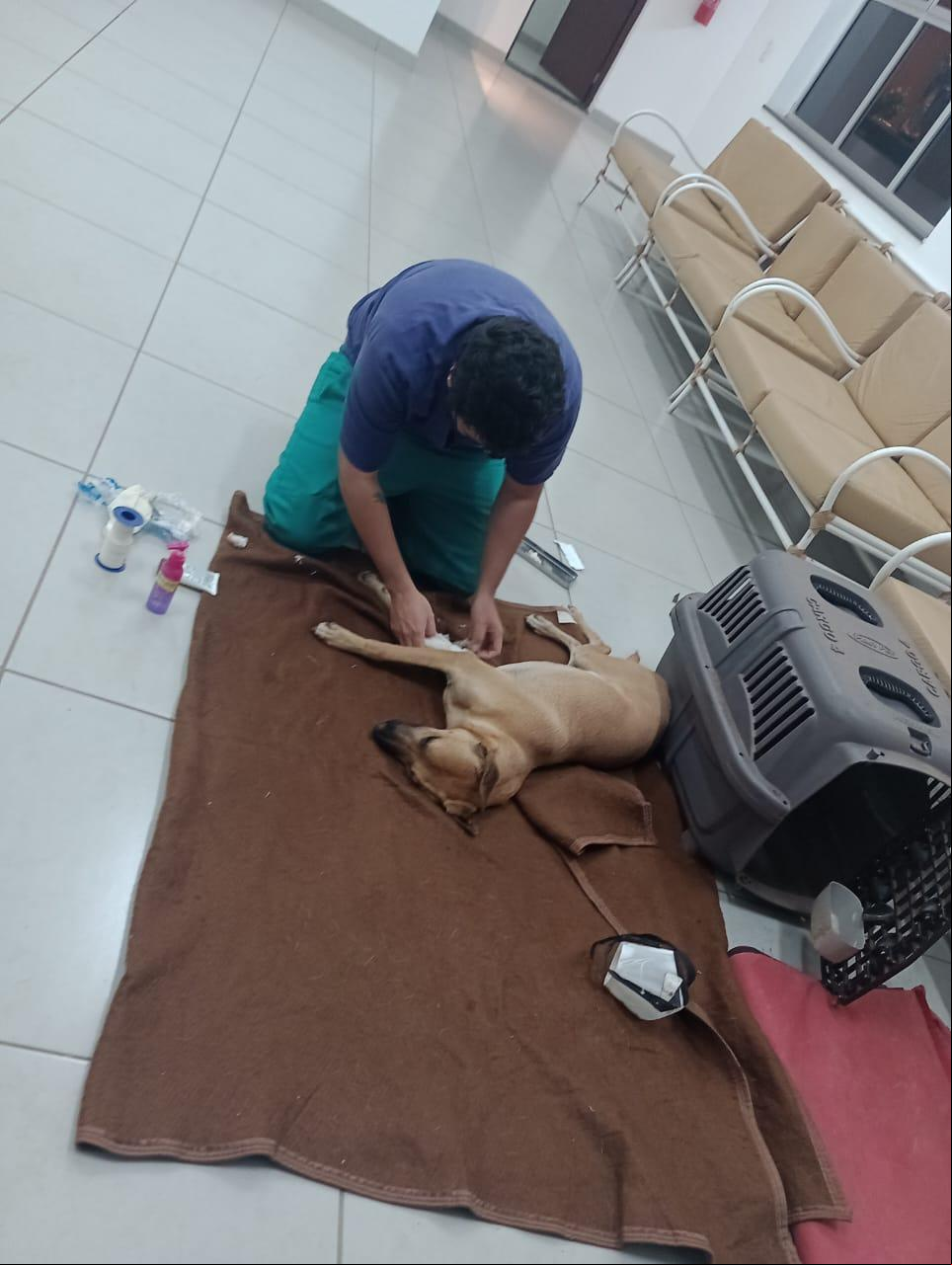 Na noite de sexta-feira (31), o médico-veterinário Vitor de Paiva, sensibilizado com o caso após ser informado por uma amiga que viu a reportagem, foi até o local e prestou atendimento voluntário (Foto/Reprodução)
